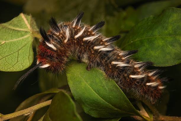 istock Hairy Caterpillar on Leaves 2244087184