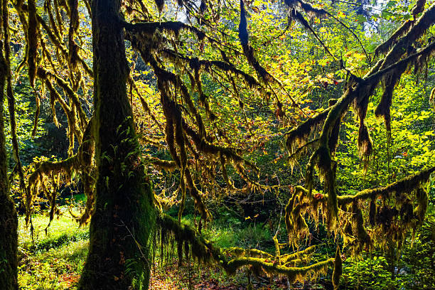 A detailed, close-up view focuses on the texture of old, ancient trees completely covered and draped in thick, vibrant moss in the Hall of Mosses within Olympic National Park.