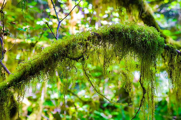 A detailed, close-up view focuses on the texture of old, ancient trees completely covered and draped in thick, vibrant moss in the Hall of Mosses within Olympic National Park.