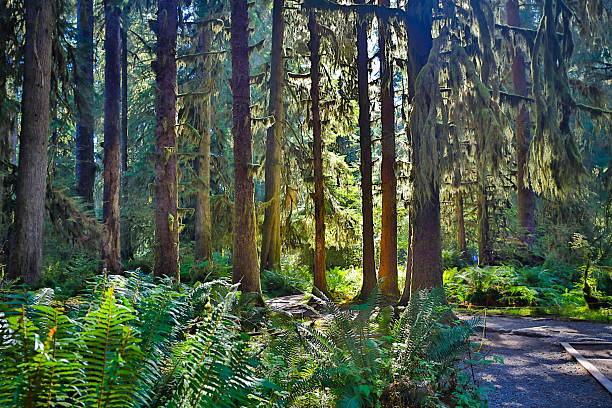 Focus is on the details of the hanging moss in the foreground.  The pictures fades as the depth deepens.