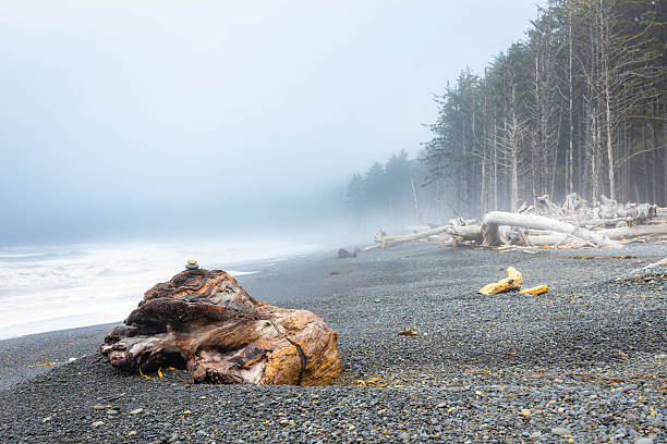 A beautiful, dramatic view captures the vast expanse of the Pacific Ocean coastline, featuring powerful crashing waves and rugged sea stacks in Olympic National Park, Washington.