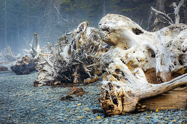 A scenic view captures a dramatic array of Pacific Coast driftwood scattered across the rugged ocean shore within Olympic National Park.