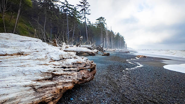 istock Scenic View of Pacific Coast Driftwood on Ocean Shore 2244088056
