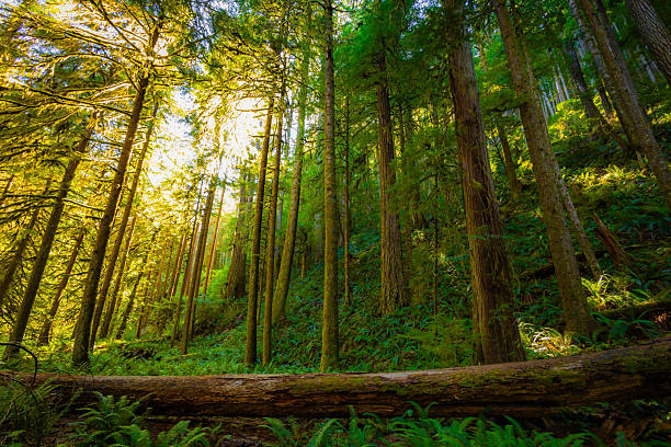 A vibrant, lush green forest, heavily covered in thick moss, lines the scenic Marymere Falls Trail within Olympic National Park, Washington State.