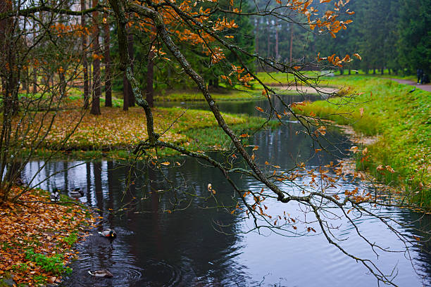 Peaceful Autumn River Scene with Ducks and Golden Foliage