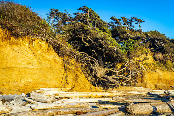 A close-up photo captures the famous Tree of Life sea arch and the massive tree growing atop it, silhouetted against a vibrant, brightly colored sunset on the Washington coast.