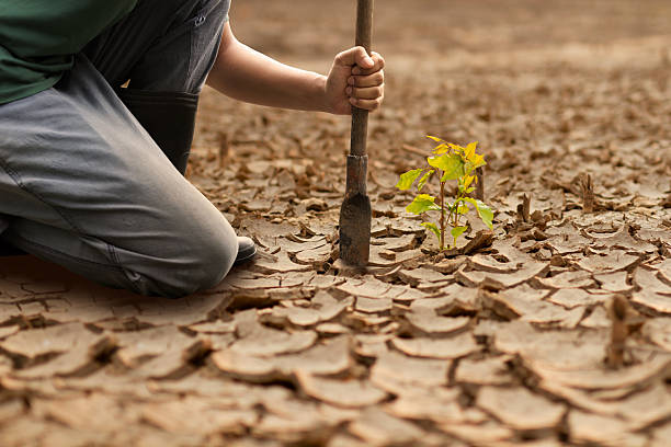 istock Drought recovery solution volunteer hands planting new tree sapling in dry cracked earth 2244088989