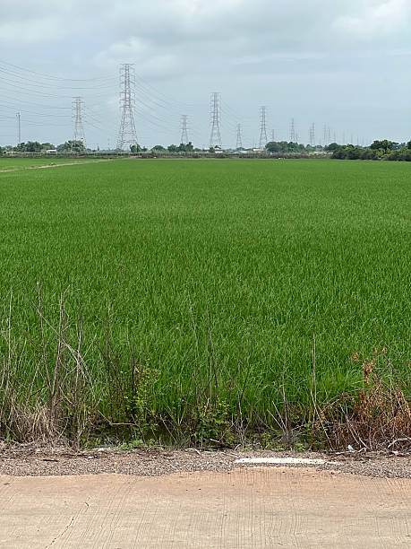 istock rice field in country Thailand 2244089049