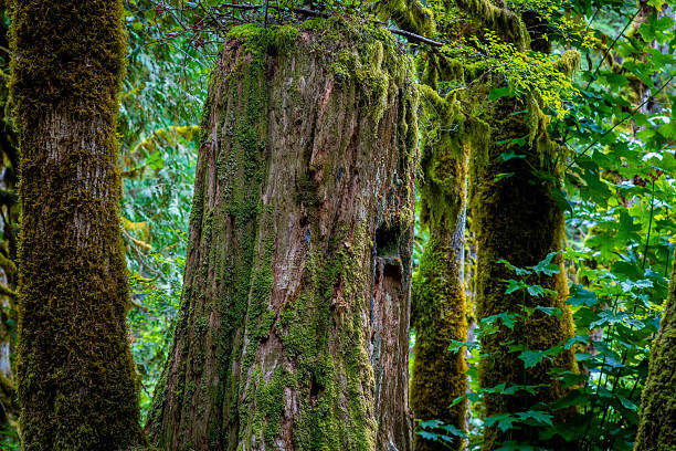 istock Lush Green Moss Forest at Wallace Falls 2244089532