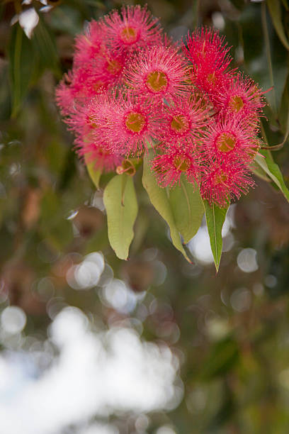 istock Vibrant pink flower cluster on a tree branch in nature 2244089764