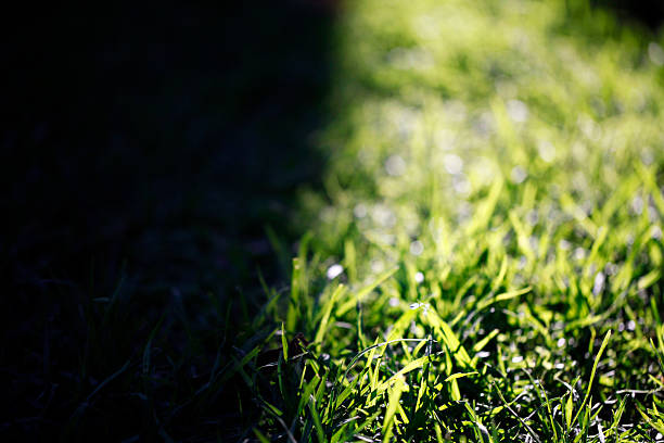 istock Sunlit green grass with shadows in a natural setting 2244089832