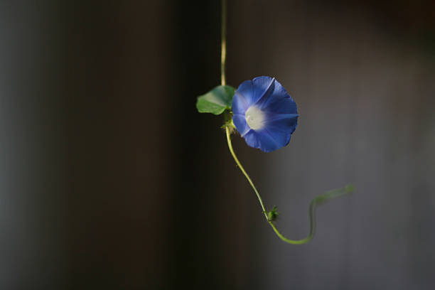 A close-up of a single blue morning glory flower with a green leaf and a tendril, showcasing natural beauty.