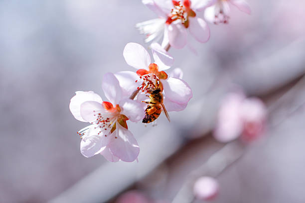 istock A bee collecting nectar from pink cherry blossoms in full bloom 2244089952