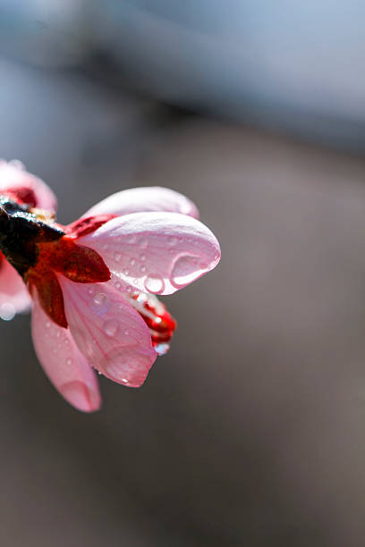 A close-up view of a pink flower with water droplets, showcasing the delicate details in a natural environment.