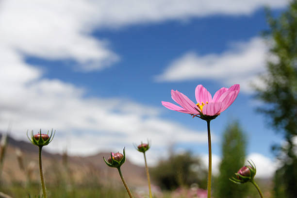 A close-up of a pink cosmos flower with a yellow center, set against a clear blue sky.