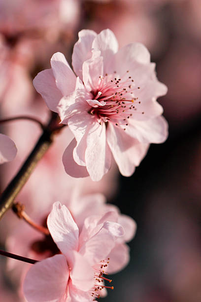 istock Delicate Pink Cherry Blossoms in Full Bloom in Spring 2244090147