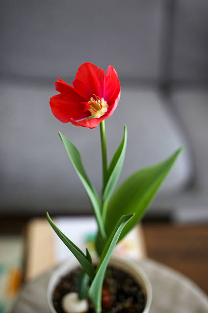 Close up of open calyx of pink yellow tulip with blurred petals in background