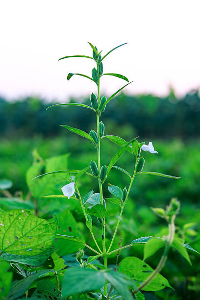Sesame plant with flower in the field, Selective focus