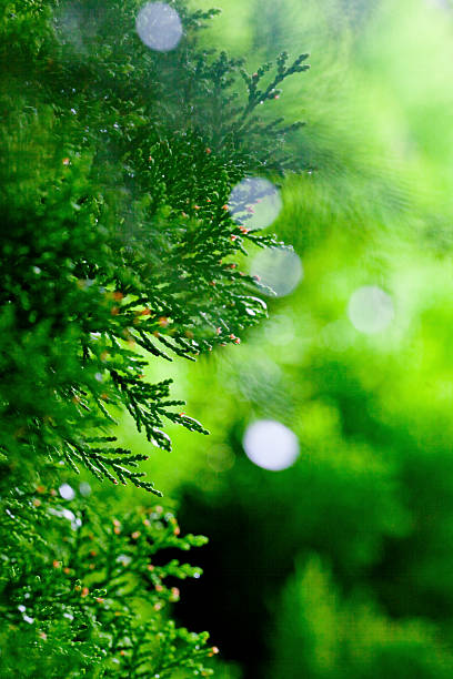 istock Close-up view of lush green pine tree branches with blurred background 2244090823