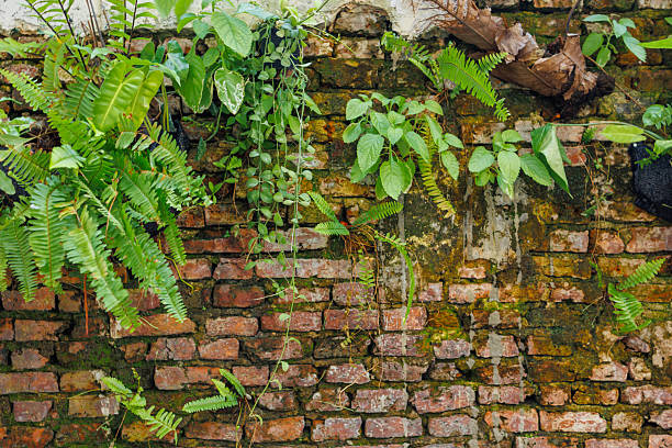 old grunge ruin brick wall outdoor with growing parasite lichen plant architecture construction pattern texture for background