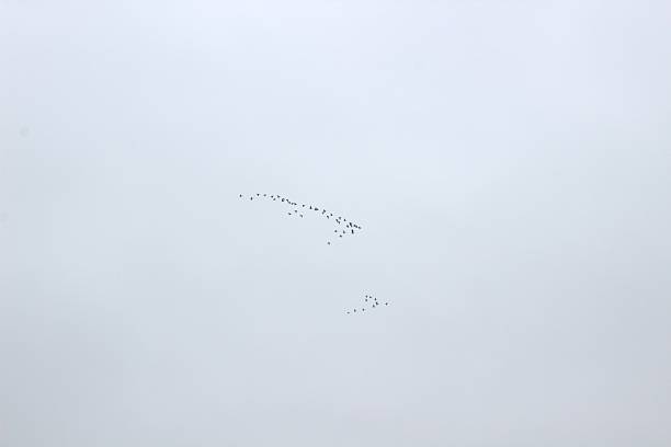 A minimalist, high-key shot of a large flock of small birds (geese or similar migrating birds) flying high in a V-formation against a pale, overcast sky.