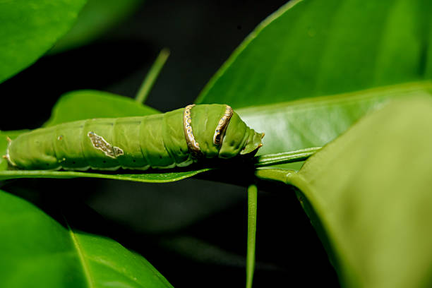 green caterpillar butterfly with old leaf on black background . The caterpillar of the rare sailfish butterfly