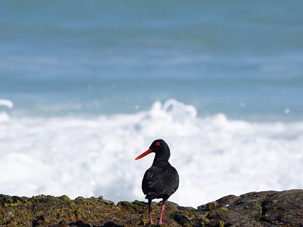 istock African black oystercatcher bird 2244092398