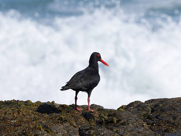 istock African black oystercatcher bird 2244092449