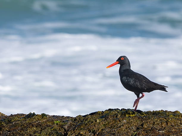 istock African black oystercatcher bird 2244092450