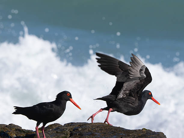 Black Oystercatcher on a large rock at Cannon Beach. It is guarding a nest nearby. This popular area on the Pacific Ocean has beautiful scenery and lots of wildlife.