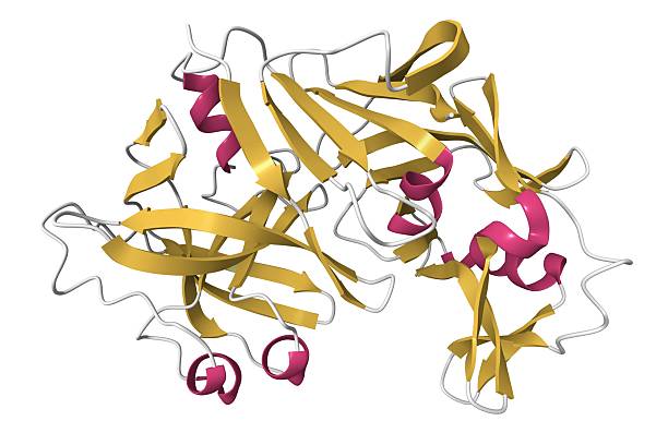 istock Structure of recombinant bovine chymosin. 2244093644
