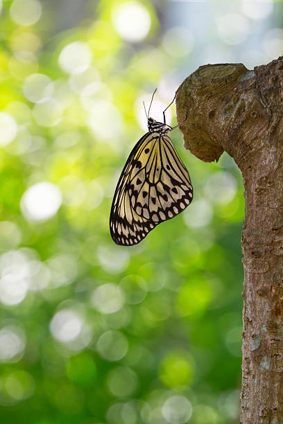istock Rice Paper butterfly (Idea leuconoe clara) resting on branch with soft natural background and copy space for relaxation or ecological concept 2244097770