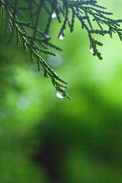 istock Dew drops on green coniferous branches showing natural freshness 2244097886
