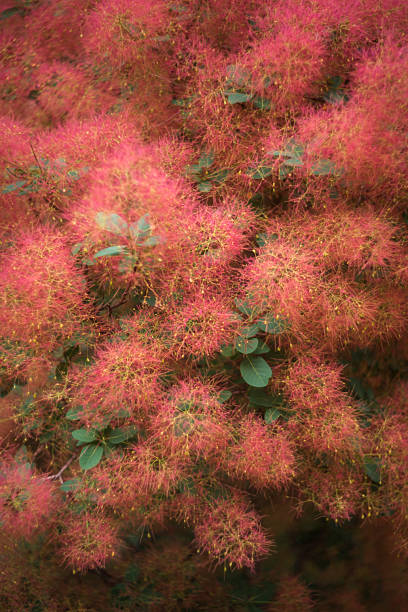 Cotinus. Smokey (or smoky) rosewood