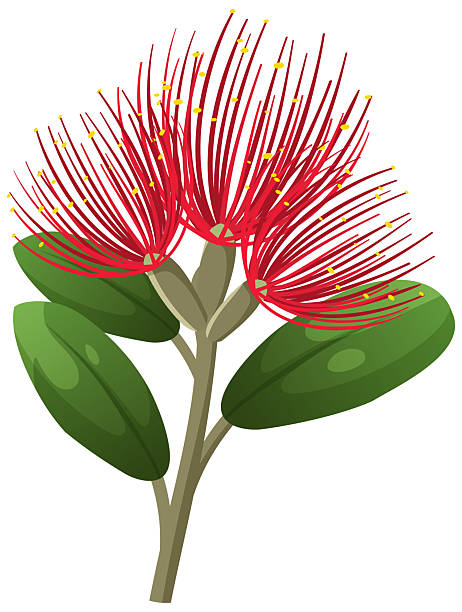 Red Pohutukawa Flower with Green Leaves Vector Illustration vector art illustration