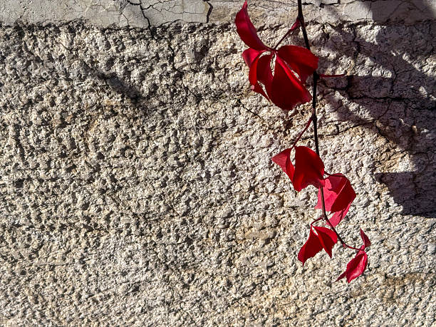 Vibrant Autumn Foliage of Virginia Creeper on wall