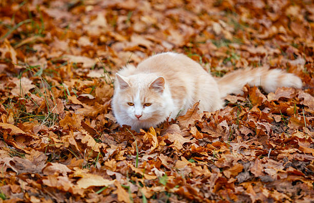 A cat is laying on a pile of leaves. The cat is orange and white. The leaves are brown and scattered on the ground