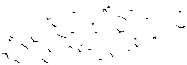 istock A flock of birds flying on a white background. 2244098863