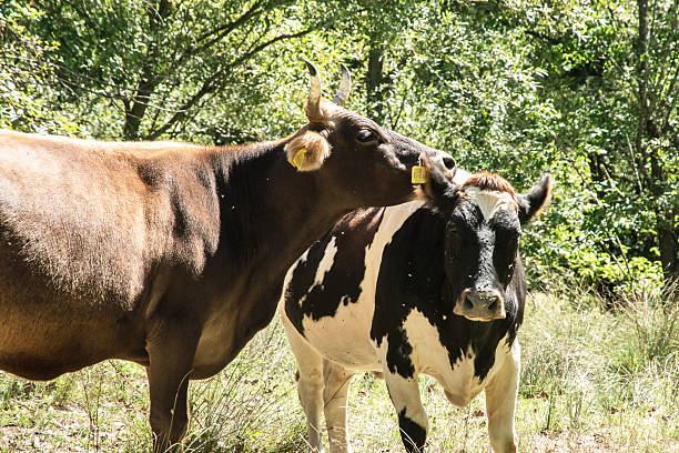 Cow out in the paddock