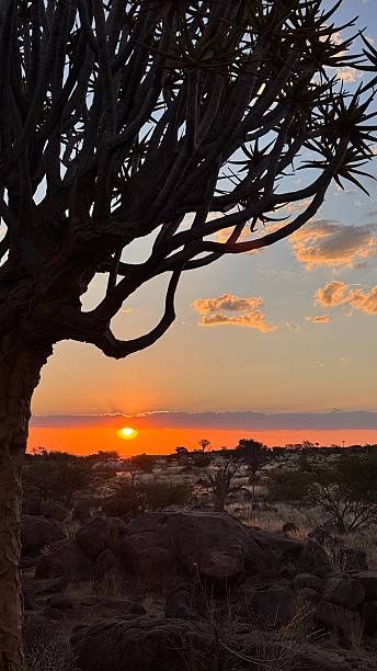 istock A vibrant sunset in a Namibian quiver tree forest 2244099704