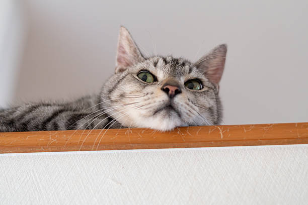 istock A cute cat gazing from a high place 2244100840
