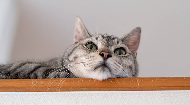 istock A cute cat gazing from a high place 2244100845