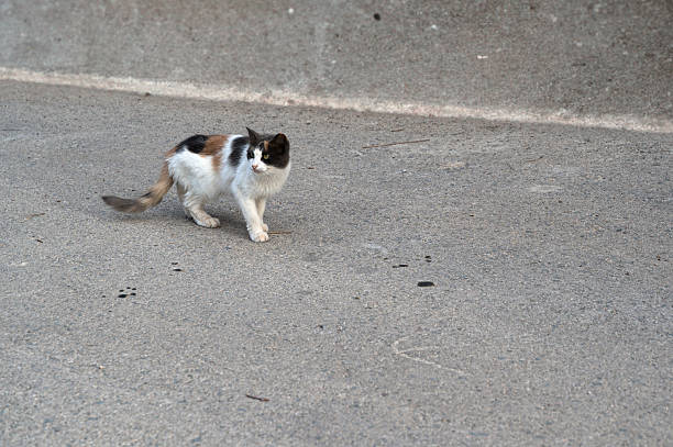 White cat.