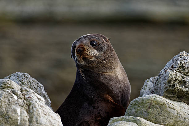 istock A juvenile seal pup 2244102806