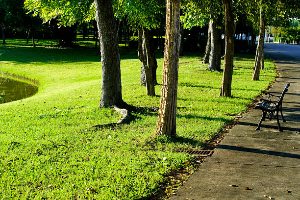 A tranquil park setting featuring lush green grass, tall trees, and a comfortable bench alongside a walking path, inviting relaxation and peaceful walks.