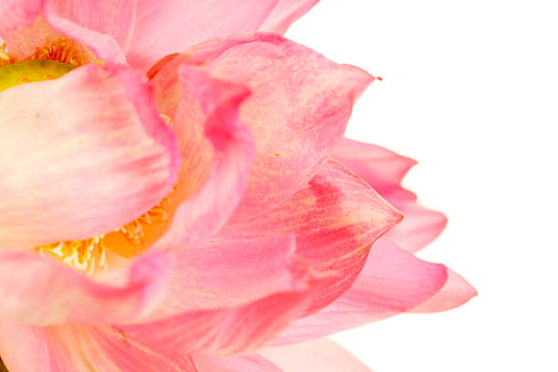 istock Delicate Pink Flower Petals with Bright Yellow Center on White Background 2244104740