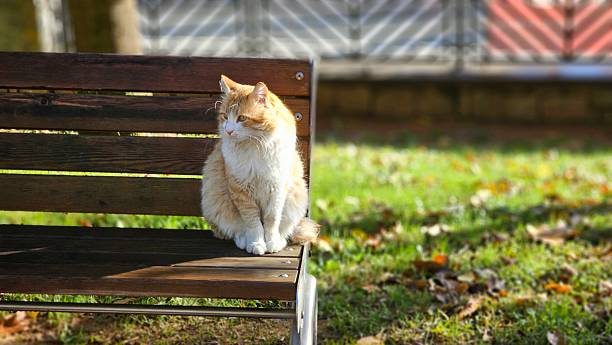 A stray cat posing in the park.