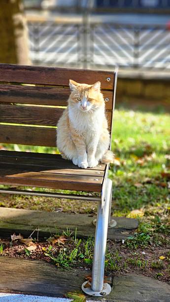istock Cat posing on the streets of Istanbul. 2244105291