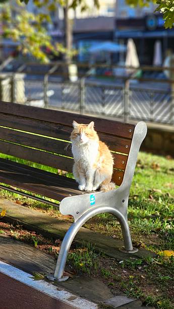 istock Cat posing on the streets of Istanbul. 2244105292
