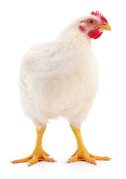 istock White broiler chicken isolated on white background 2244105481